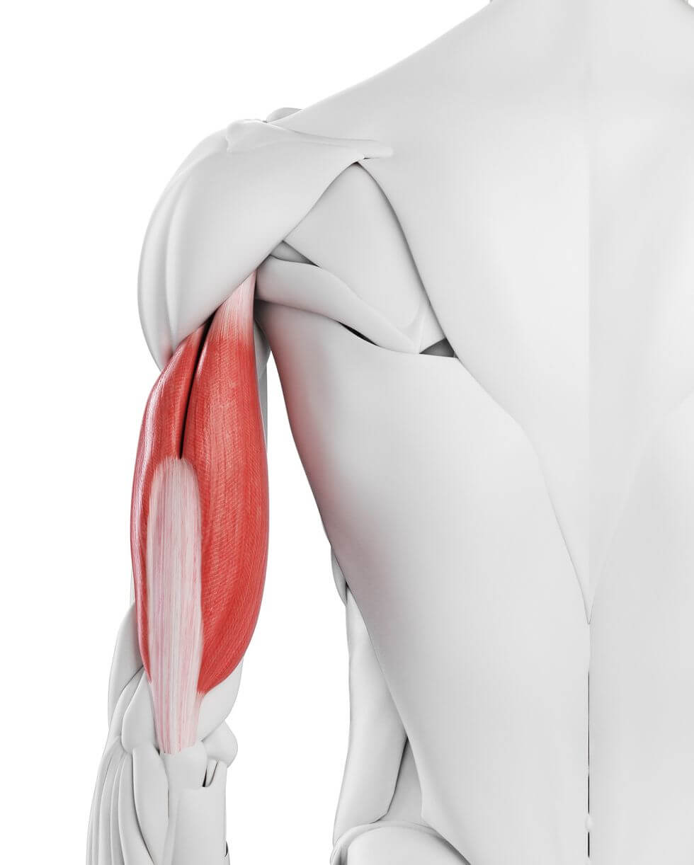 【三頭肌】一文詳解練三頭肌失敗原因！在家用啞鈴簡單練三頭肌5個動作！絕密分享速成三頭肌的終極大法！