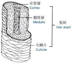 護髮小知識:頭髮是甚麼