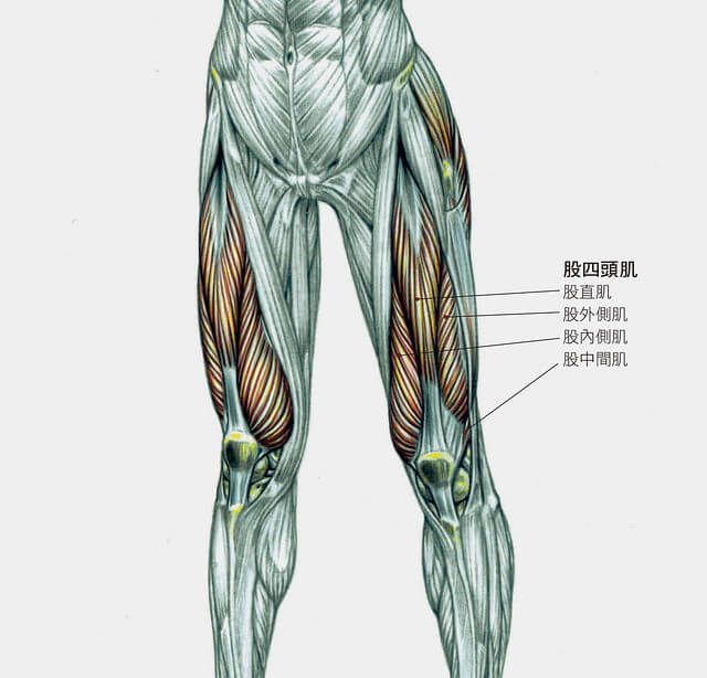 四頭肌是哪裡？有甚麼功用？