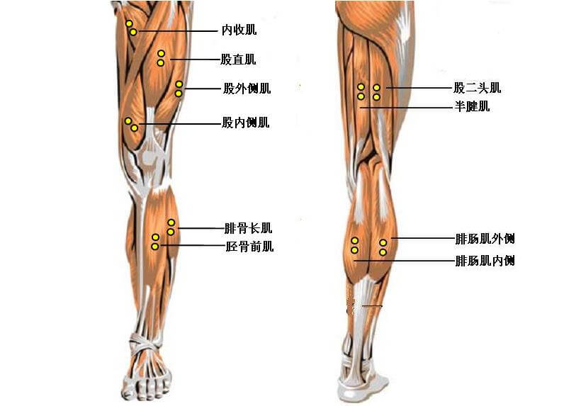 練大腿肌肉前必知：大腿肌肉的位置和結構