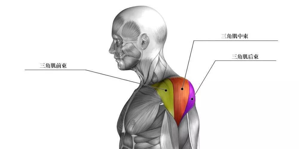 肩膀肌肉的構造:肩膀有哪些肌群?